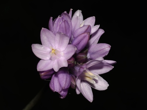 Dipterostemon capitatus