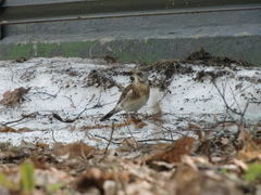 Turdus pilaris
