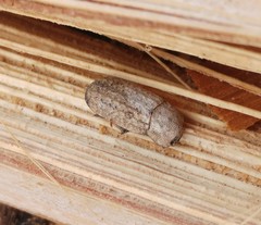 Sclerum armatum