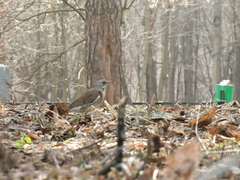 Turdus pilaris