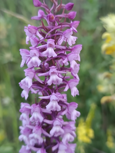 Marsh Fragrant-orchid (Gymnadenia densiflora)