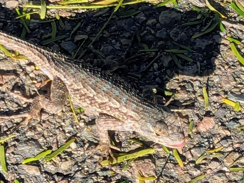Western Fence Lizard