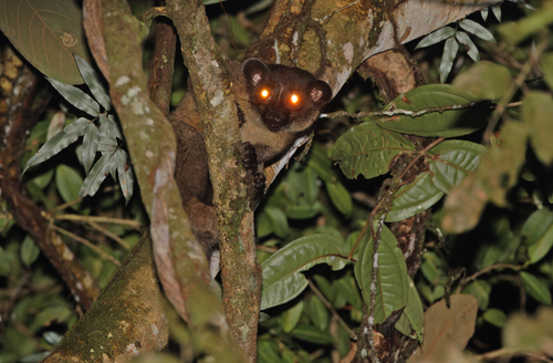 Arctogalidia trivirgata