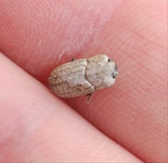 Sclerum armatum