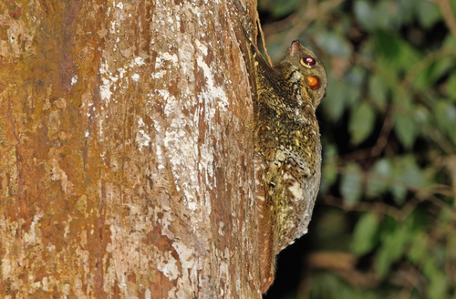 Galeopterus variegatus
