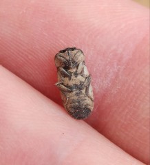 Sclerum armatum