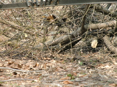 Turdus pilaris