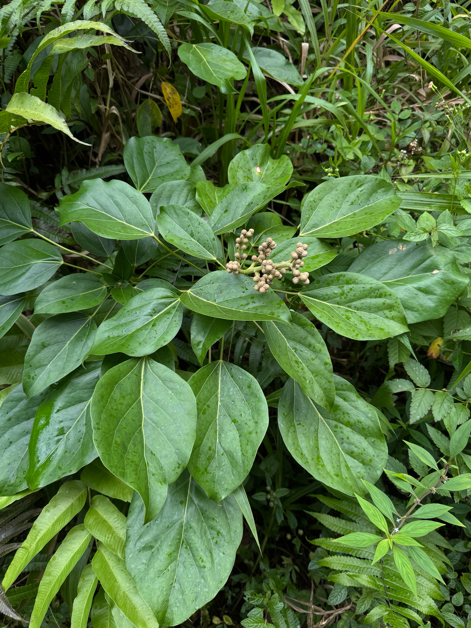Oreopanax Capitatus (Oreopanax capitatus)