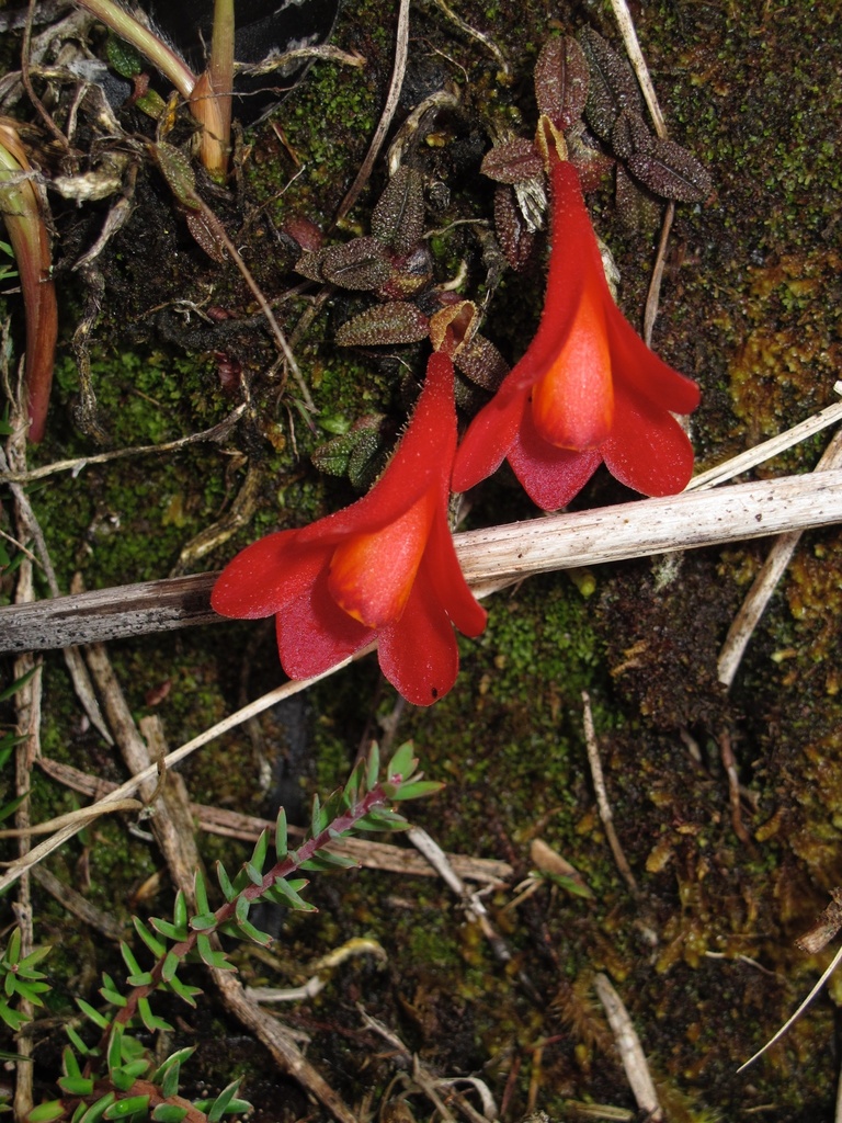 Dendrobium cuthbertsonii F.Muell. 3