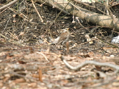 Turdus pilaris