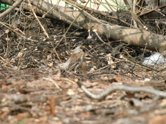Turdus pilaris