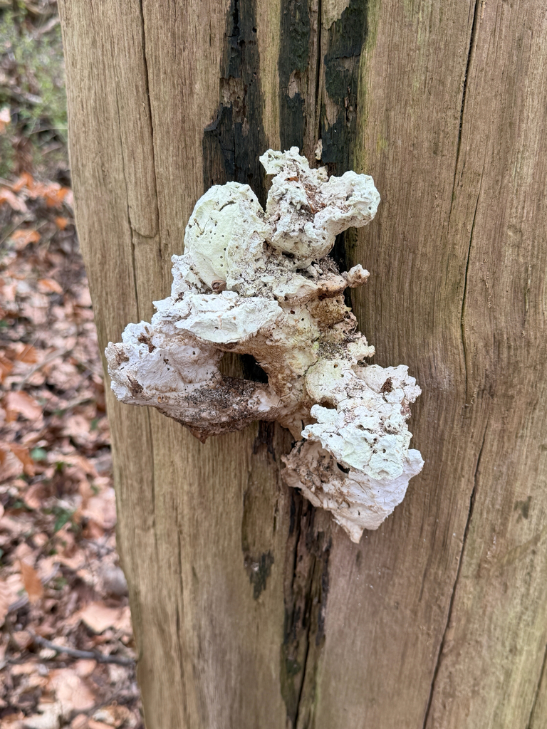 Laetiporus sulphureus · March 2026 · photo: © nelliecrepuscule (iNaturalist, cc-by-sa)