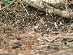 Turdus pilaris