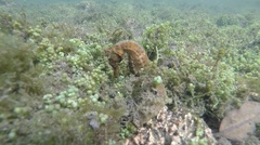 Hippocampus ingens