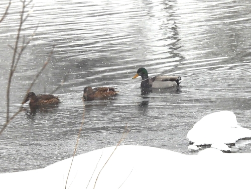 Кряква observed by evgeniy_marinkin