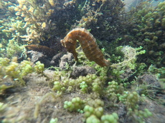 Hippocampus ingens