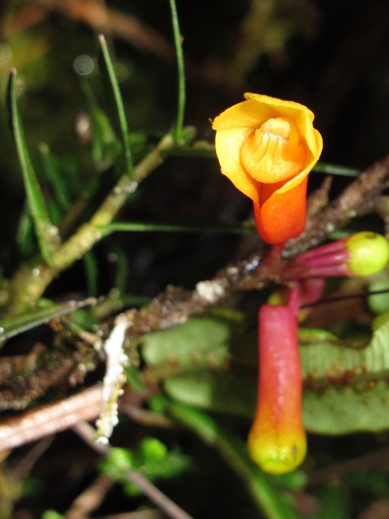 Dendrobium subclausum Rolfe 3