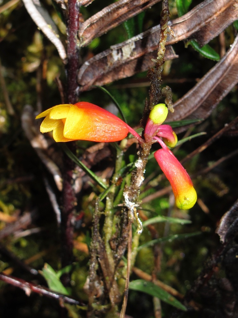 Dendrobium subclausum Rolfe 2