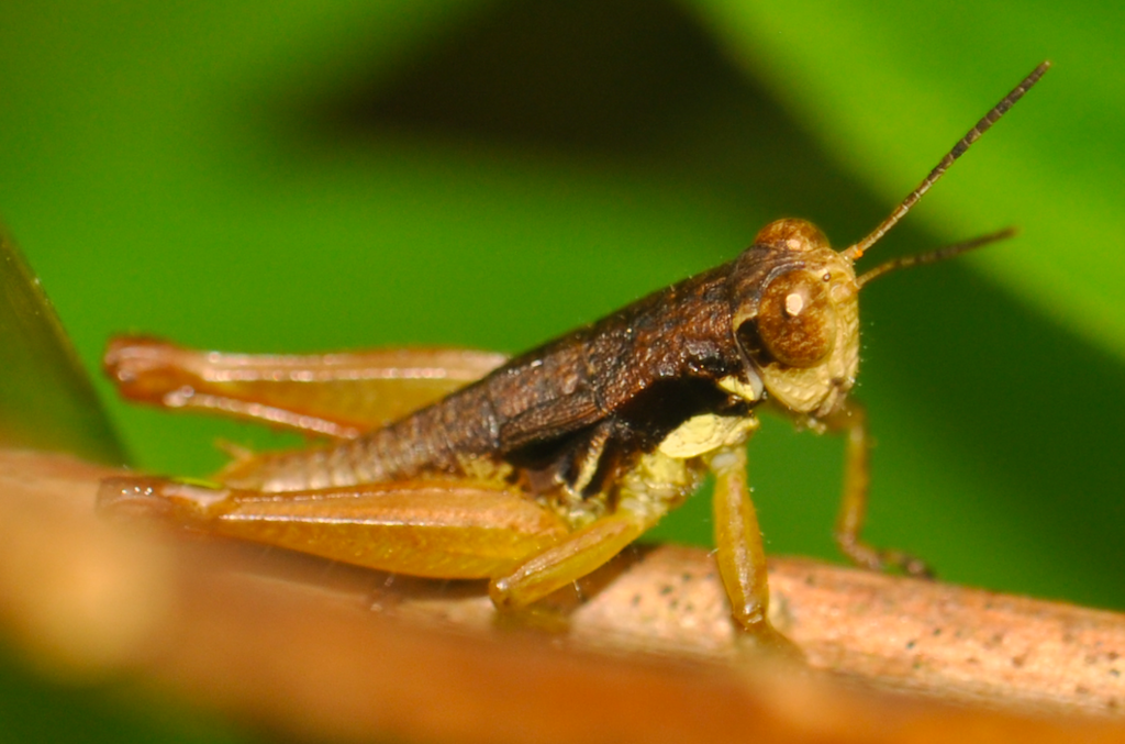 Serpusilla