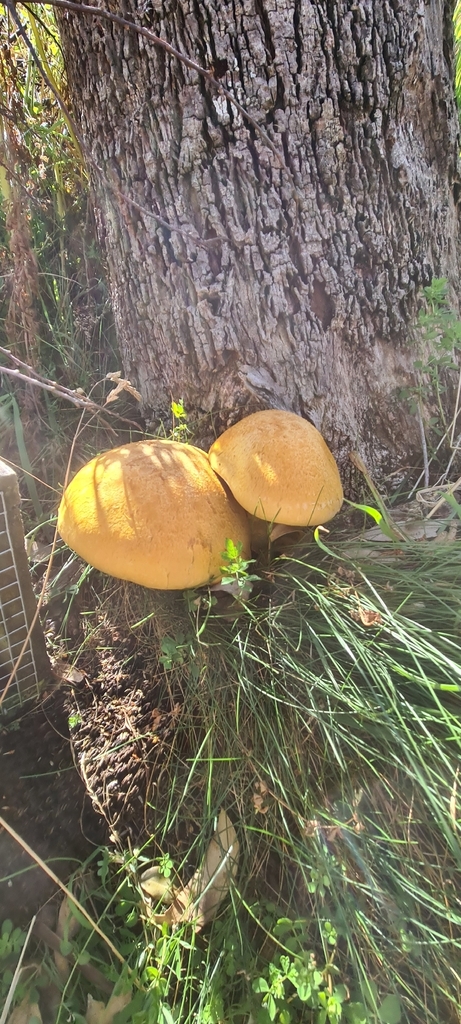Gymnopilus junonius · February 2026 · photo: © chrystal1914 (iNaturalist, cc-by)