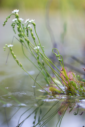 Drosera anglica