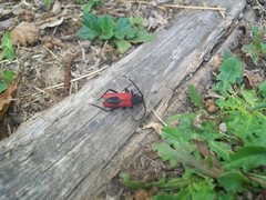 Purpuricenus kaehleri