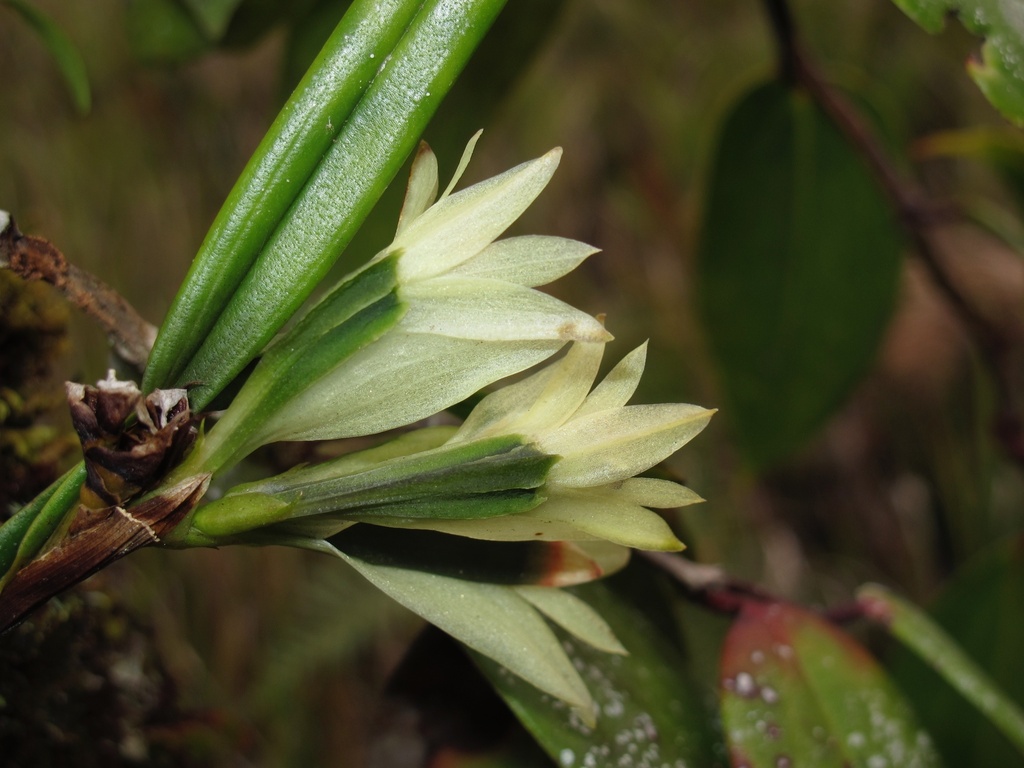 Dendrobium vexillarius J.J.Sm. 2