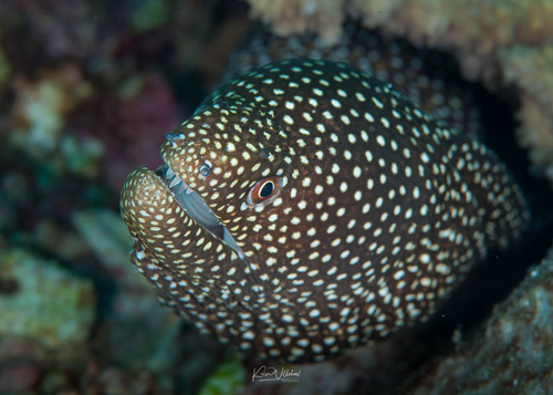 Whitemouth Moray