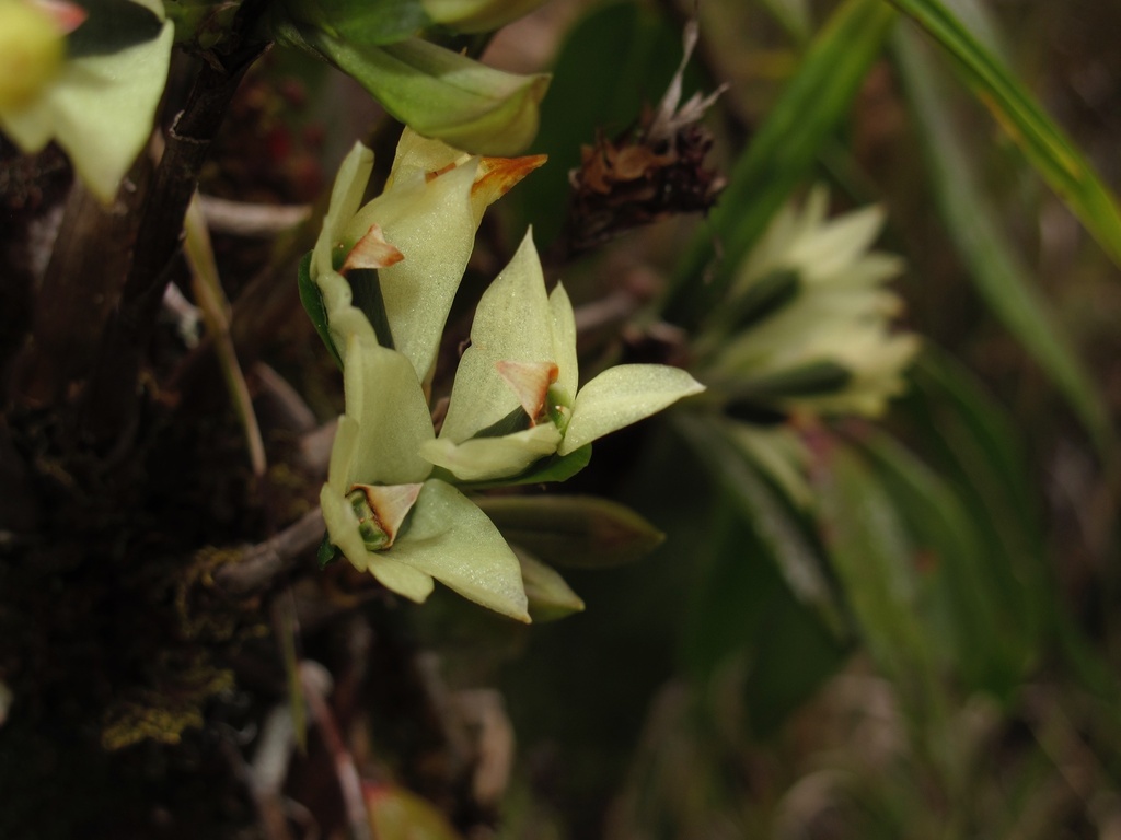 Dendrobium vexillarius J.J.Sm. 3