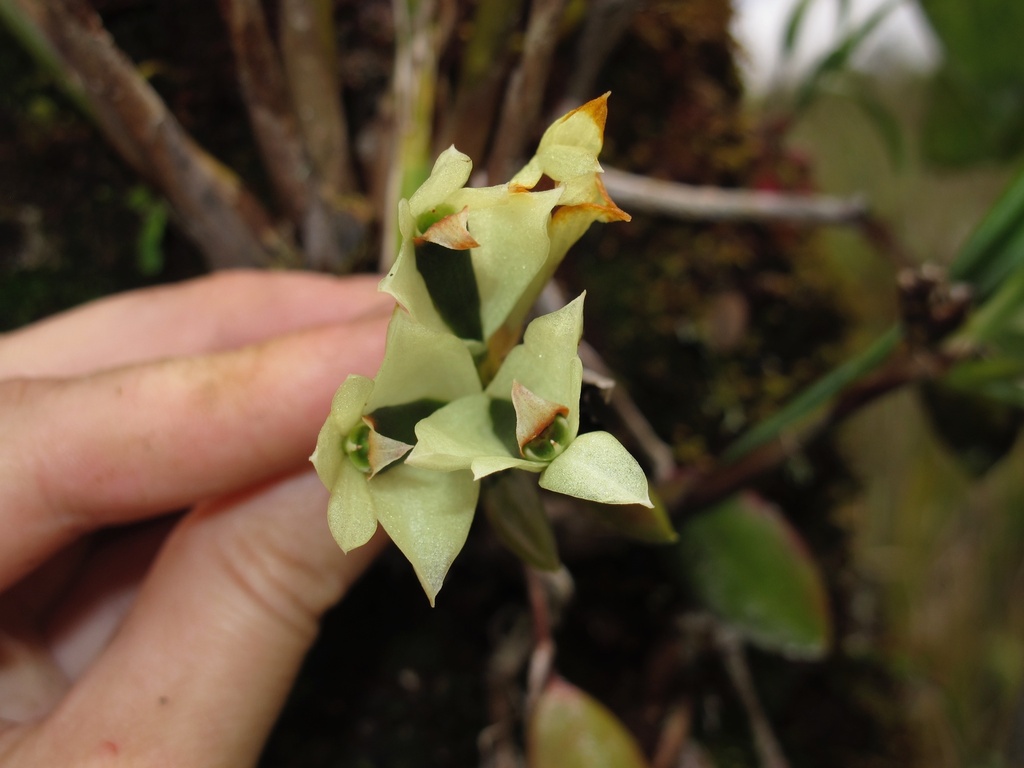 Dendrobium vexillarius J.J.Sm. 4