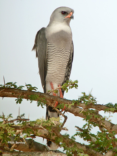 Gabar Goshawk
