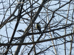 Parus major