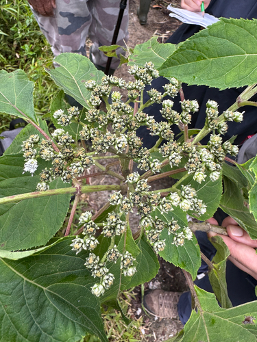 Carruzo (Clibadium erosum)