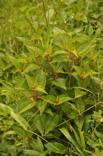 Miconia image