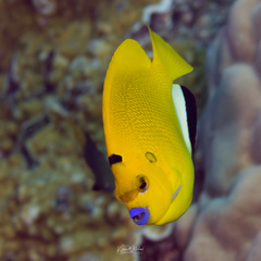 Apolemichthys trimaculatus