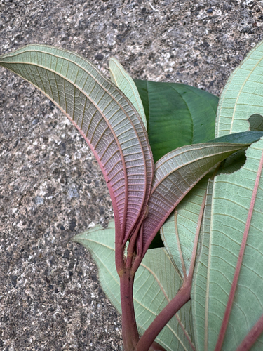Camasey Cuatrocanales (Miconia mirabilis)