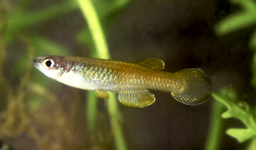 Lake lampeye (Lacustricola lacustris) — Poeciliidae