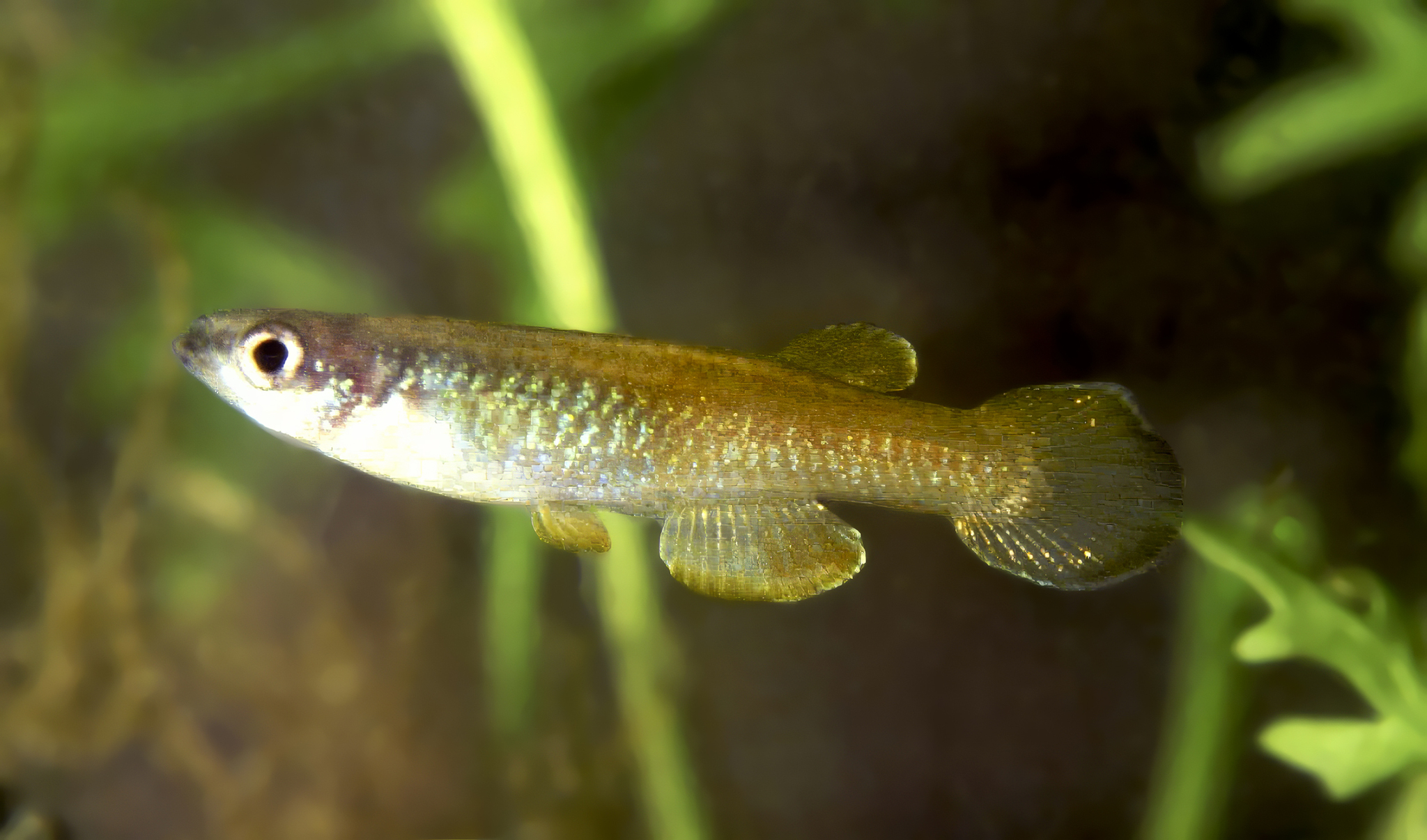 Lacustricola lacustris