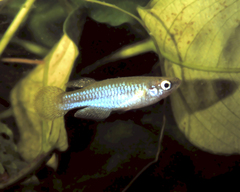 Tanganyika Lampeye photo 1