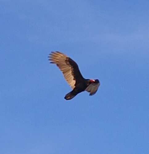 Turkey Vulture observed by oddcod