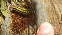 Zygaena lonicerae