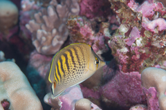 Chaetodon punctatofasciatus