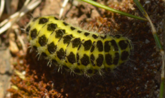 Zygaena lonicerae