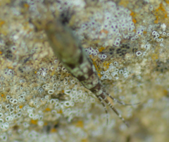 Petrobius