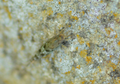 Petrobius
