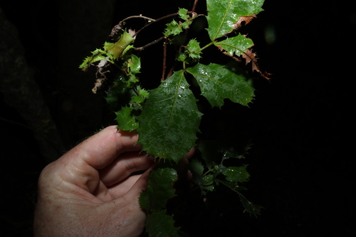 hard alectryon (Alectryon subdentatus)