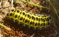 Zygaena lonicerae