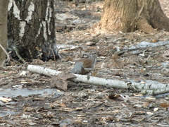 Turdus pilaris