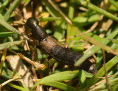 Ocypus aeneocephalus