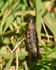 Ocypus aeneocephalus